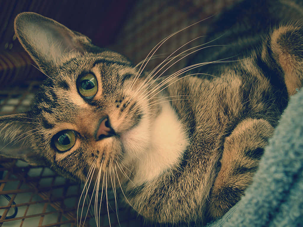 Adorable Pixie-bob Cat Lounging On A Couch Wallpaper