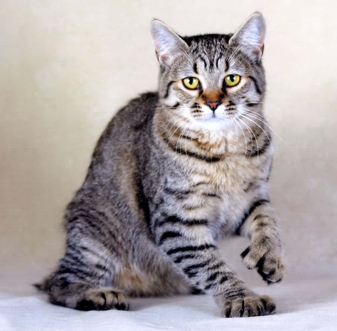 Adorable Pixie-bob Cat Lounging On A Cozy Couch Wallpaper