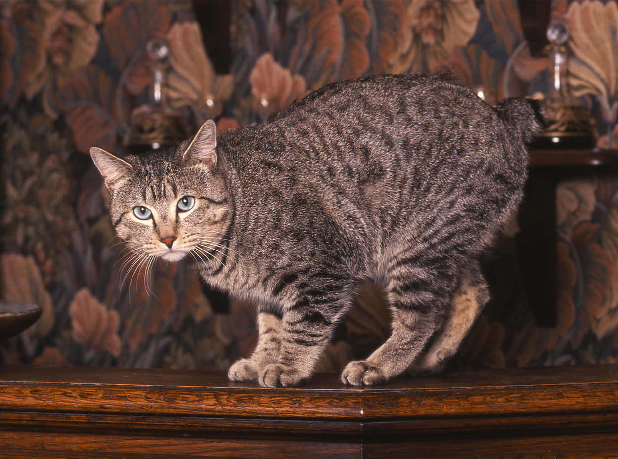 Adorable Pixie-bob Cat Relaxing On A Rug Wallpaper