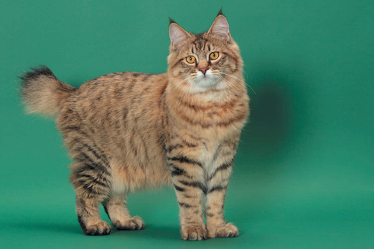 Adorable Pixie-bob Cat Sitting Comfortably On The Wooden Floor Wallpaper