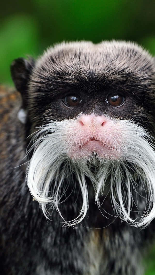 Adorable Prickly Monkey Looking At His Iphone Wallpaper