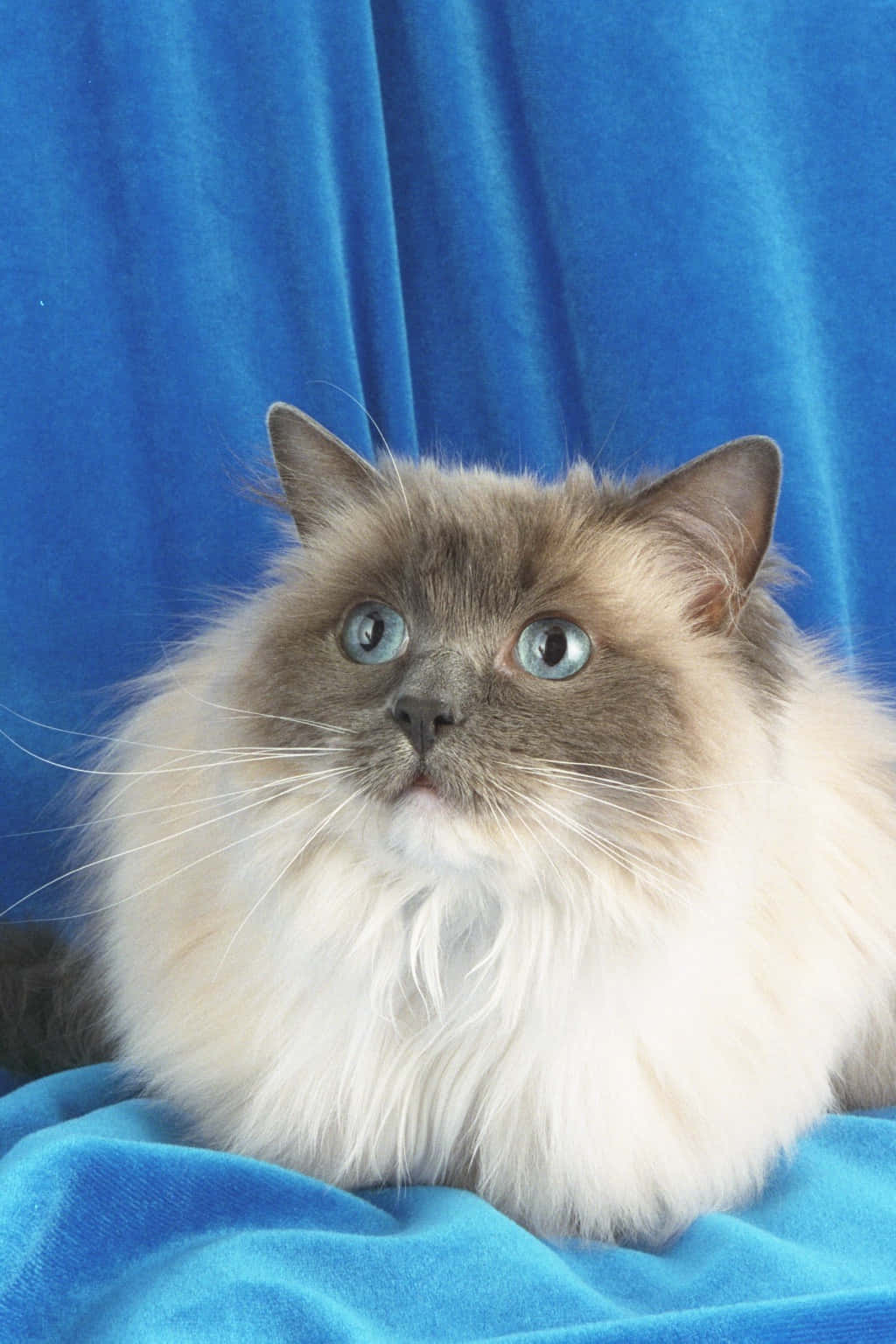 Adorable Ragdoll Cat Lounging At Home Wallpaper