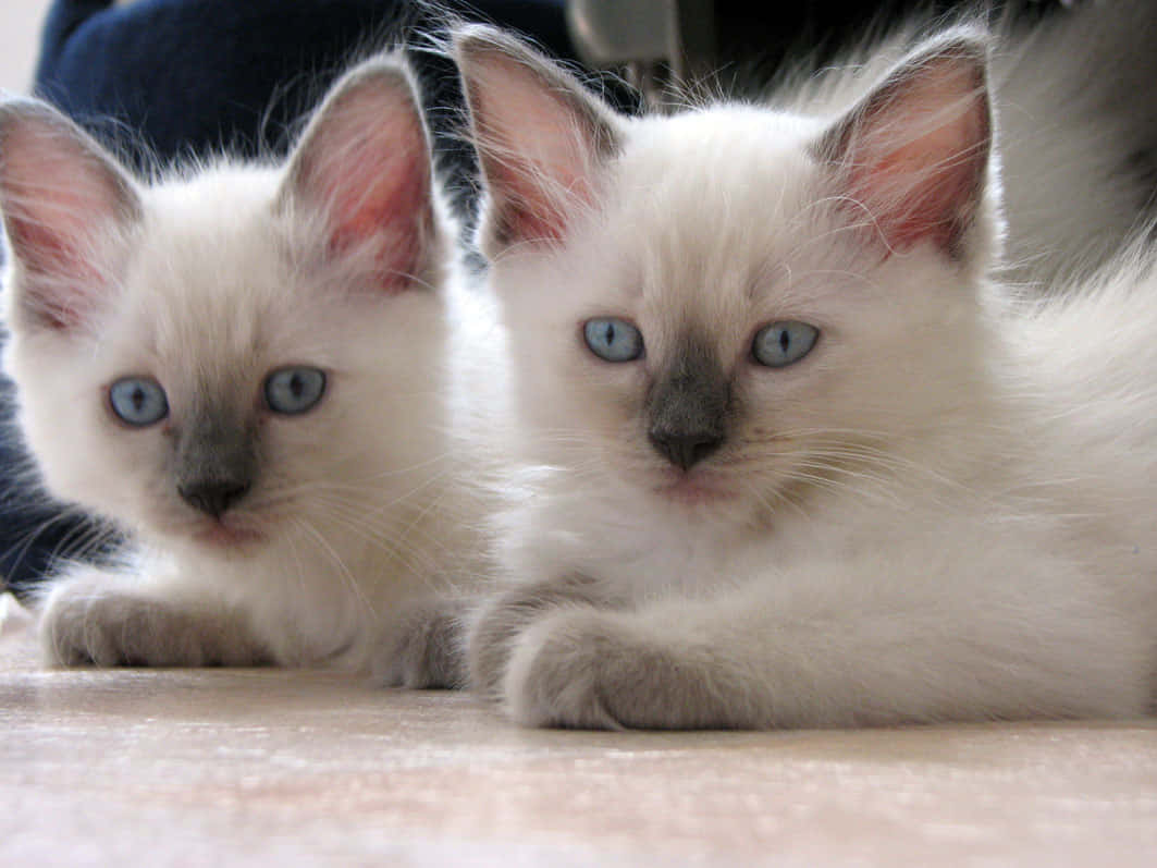 Adorable Ragdoll Cat Lounging At Home Wallpaper