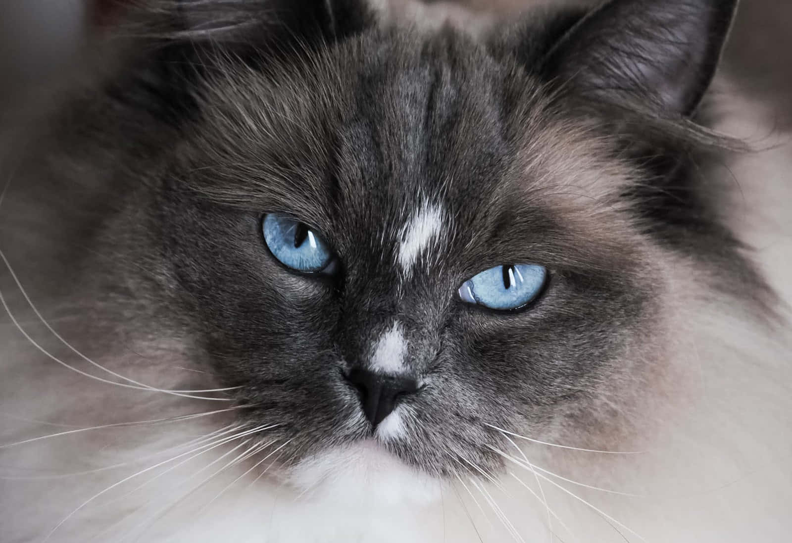 Adorable Ragdoll Cat Lounging In Style Wallpaper