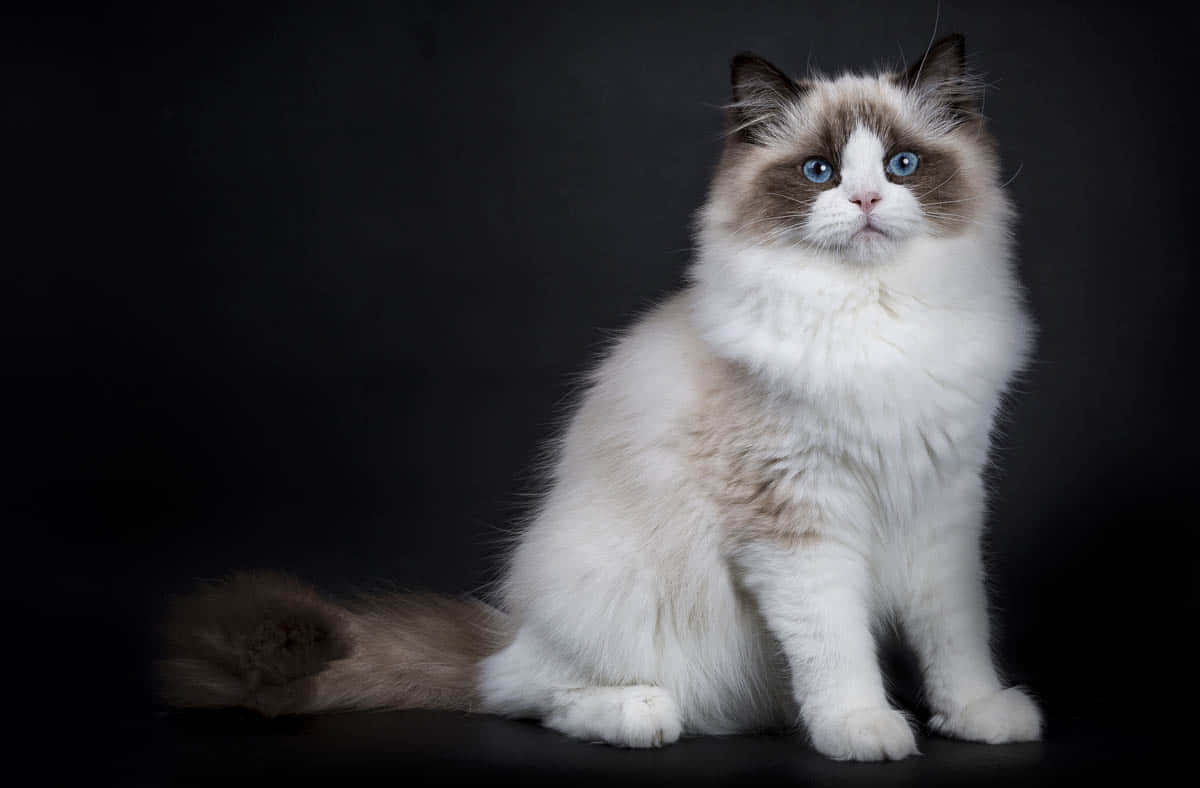 Adorable Ragdoll Cat Lounging On A Couch Wallpaper