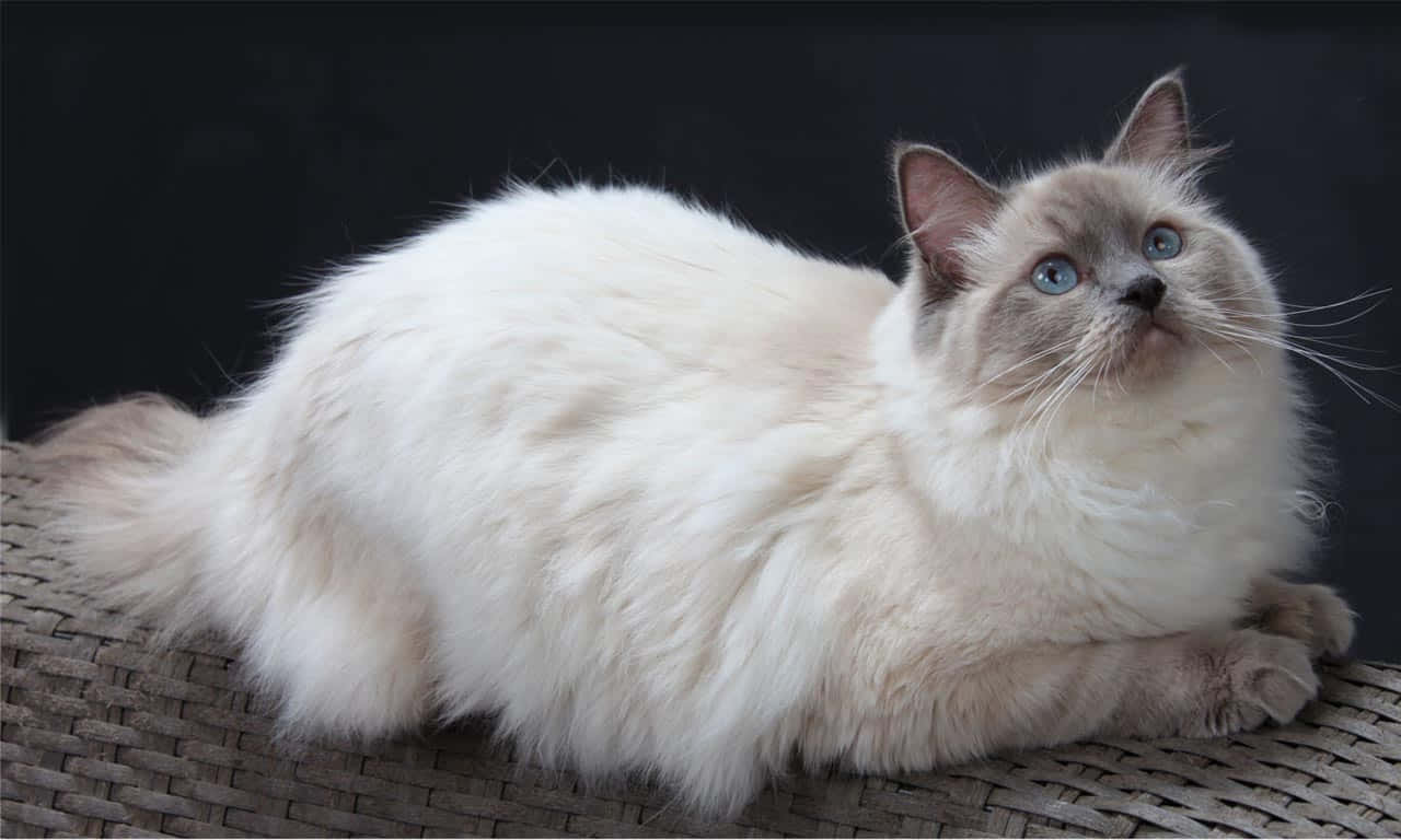 Adorable Ragdoll Cat Lounging On A White Couch Wallpaper