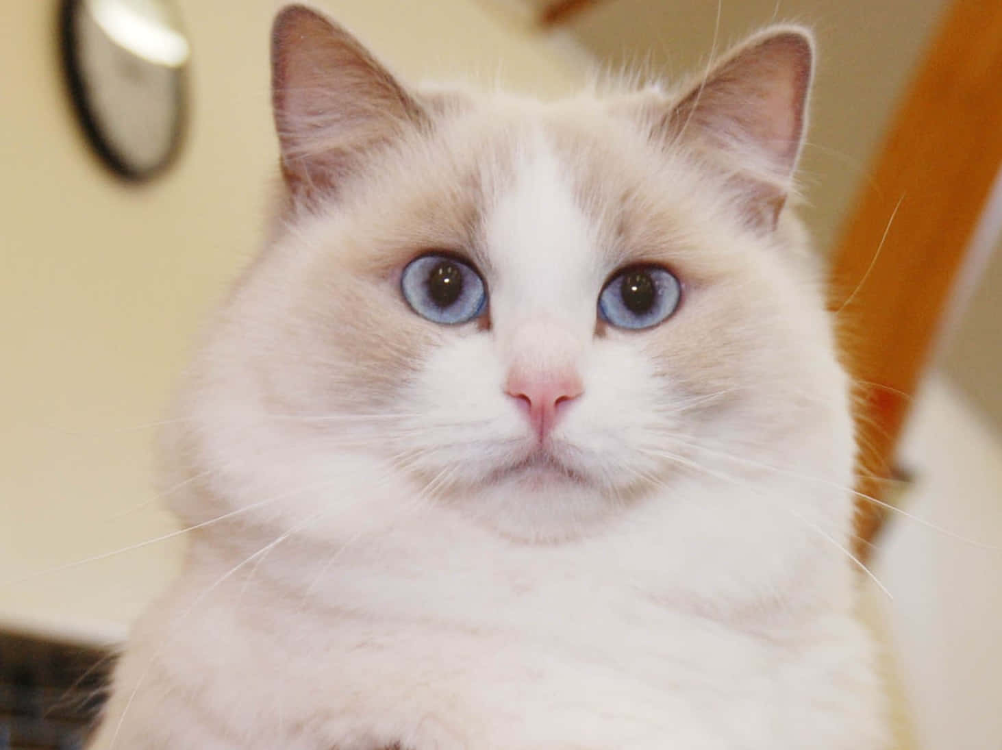 Adorable Ragdoll Cat Relaxing On A Cushion Wallpaper