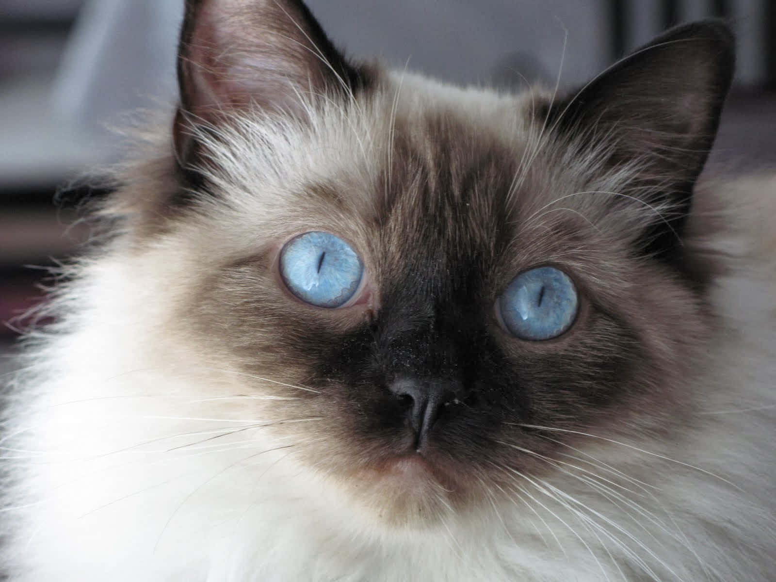 Adorable Ragdoll Cat Resting On Bed Wallpaper