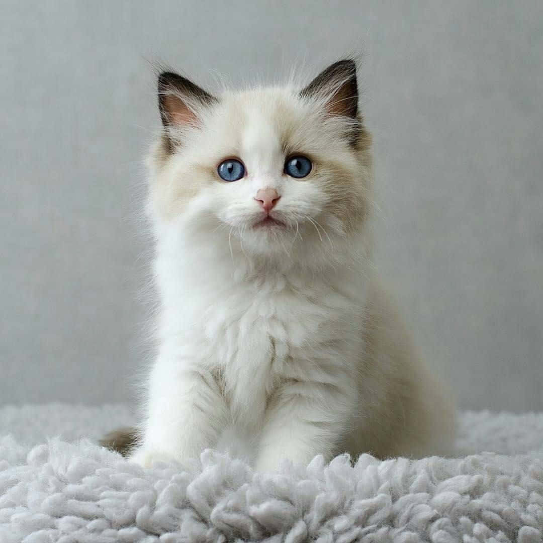 Adorable Ragdoll Cat Resting On The Floor Wallpaper