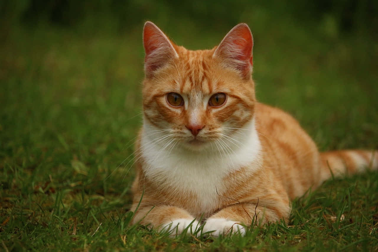 Adorable Red Cat Lounging Wallpaper