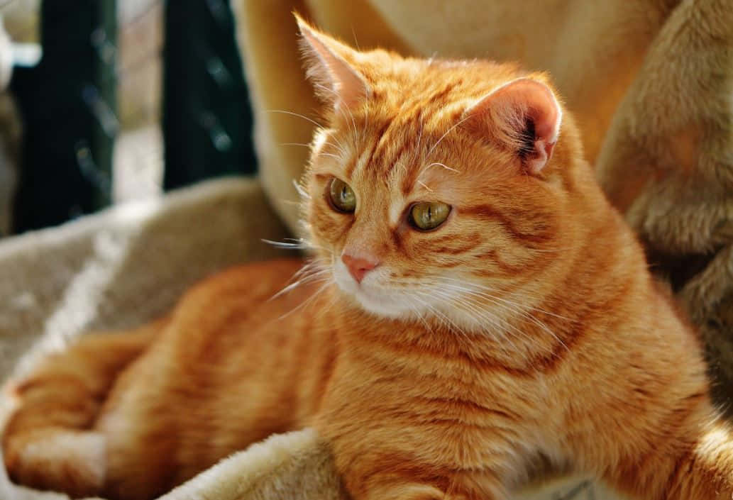 Adorable Red Cat Lounging On A Brown Sofa Wallpaper