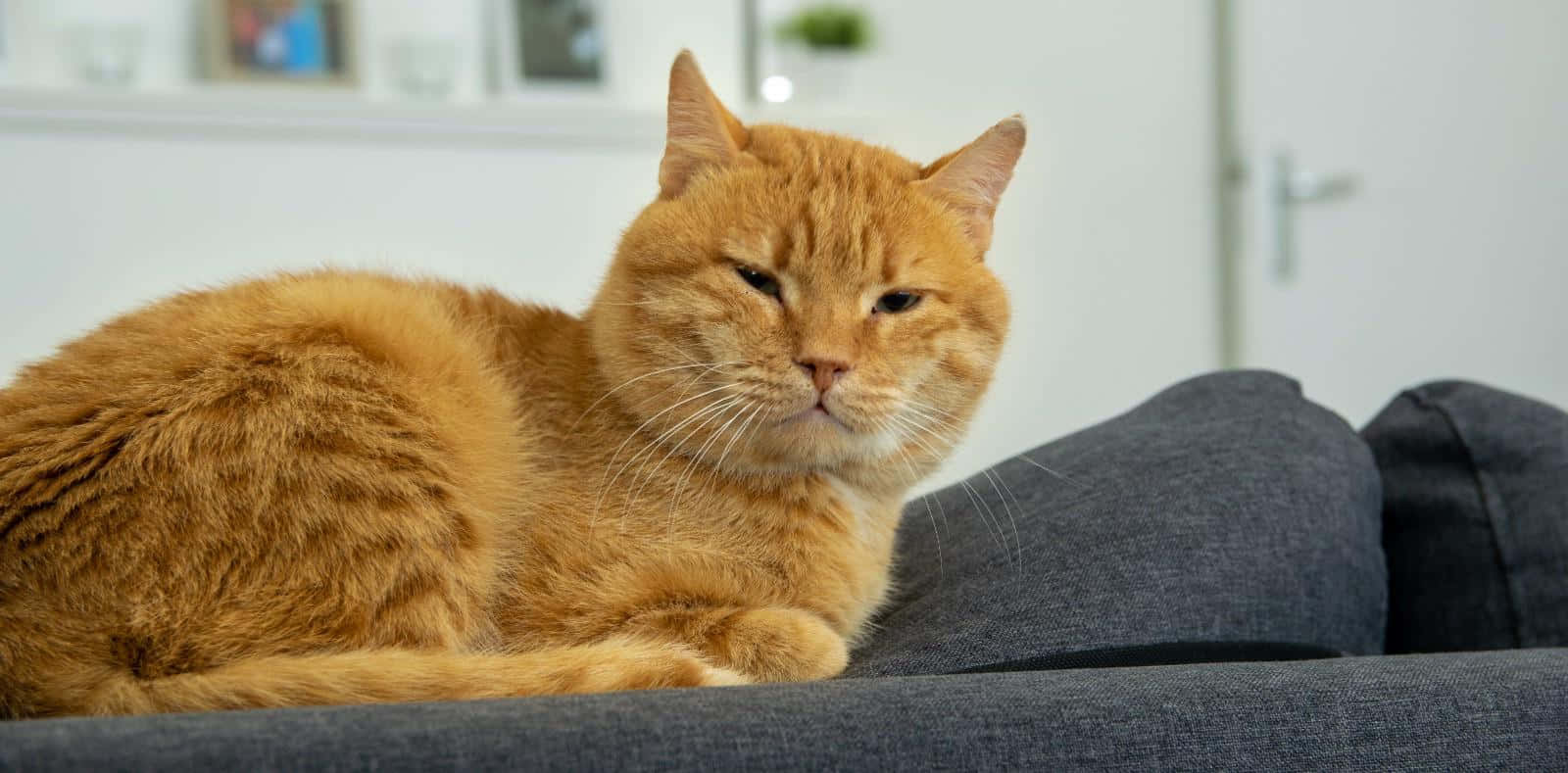 Adorable Red Cat Lounging On The Floor Wallpaper