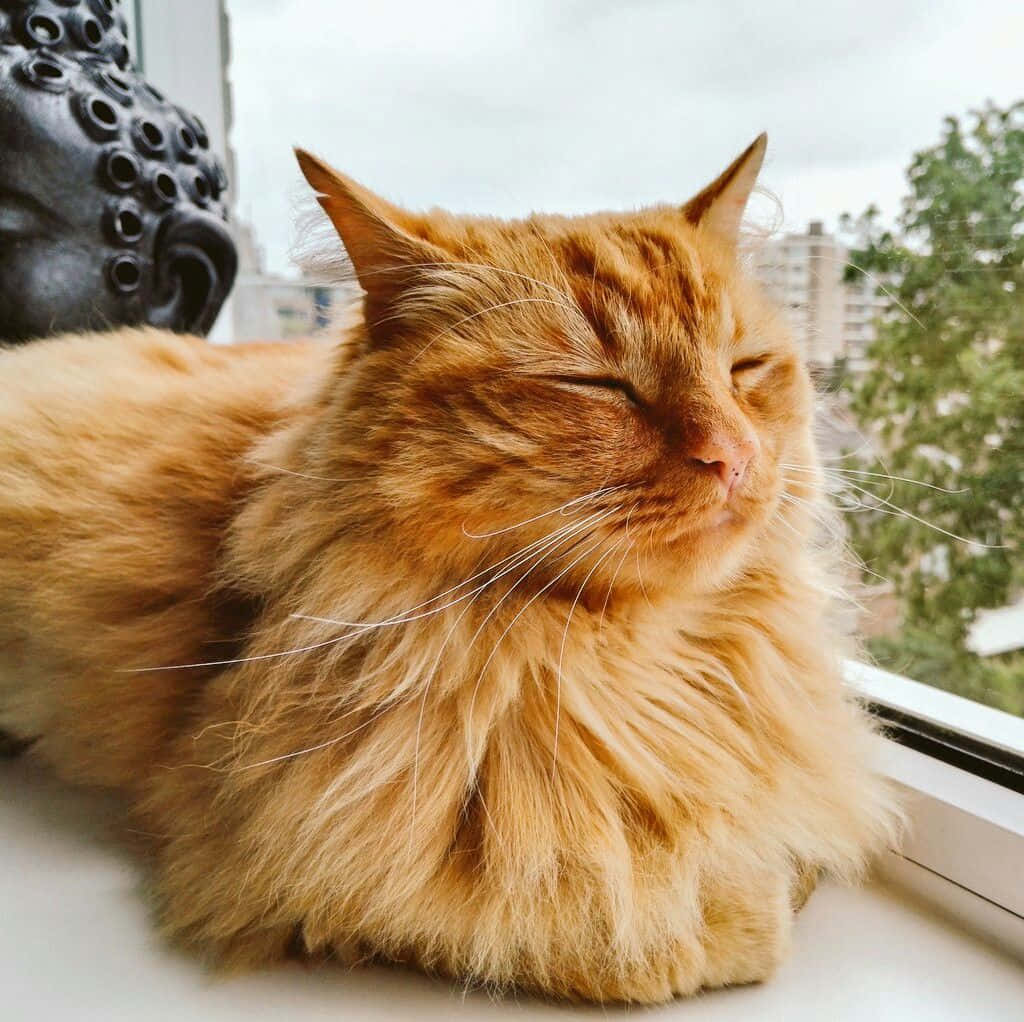 Adorable Red Cat Lounging On The Floor Wallpaper