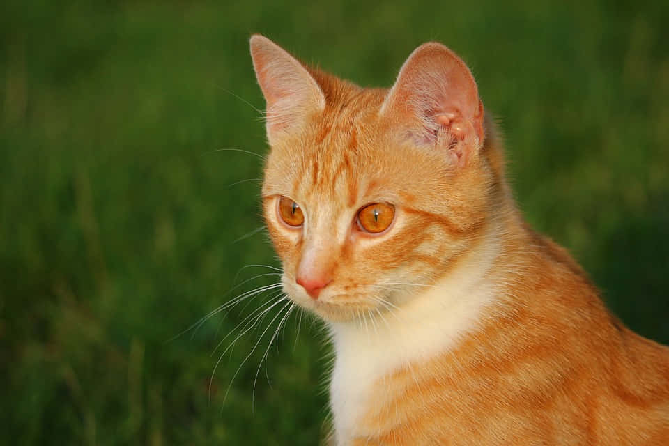 Adorable Red Cat Posing For A Portrait Wallpaper