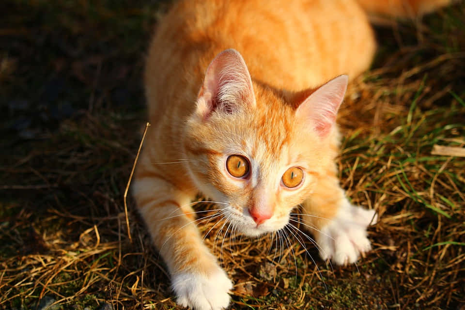 Adorable Red Cat Relaxing On The Floor Wallpaper