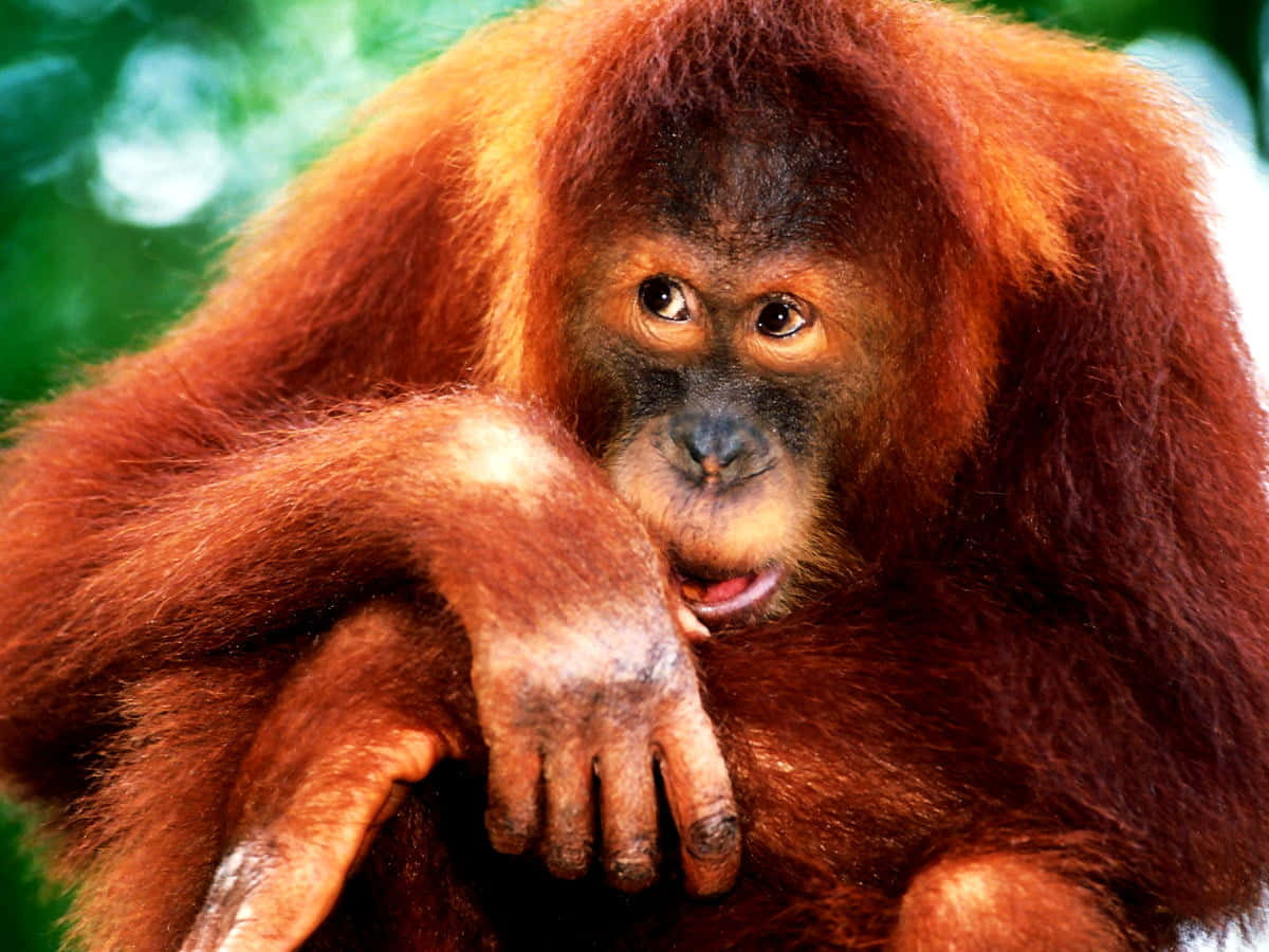 Adorable Red Haired Apes Orangutan Wallpaper