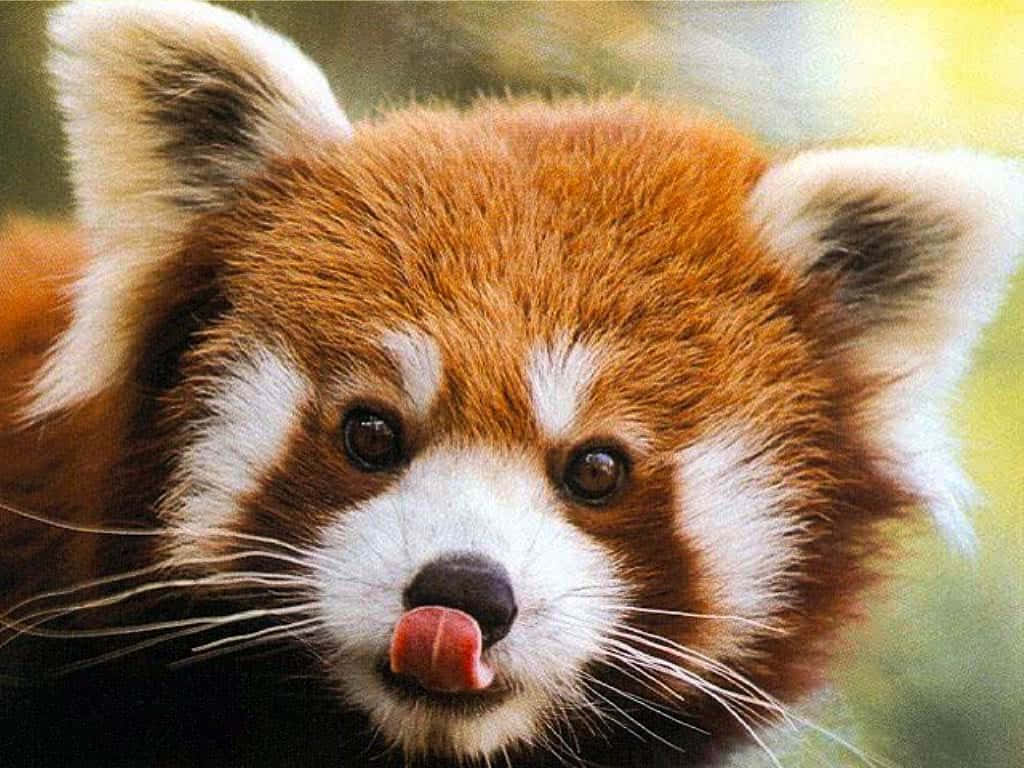 Adorable Red Panda Enjoying A Snack Wallpaper