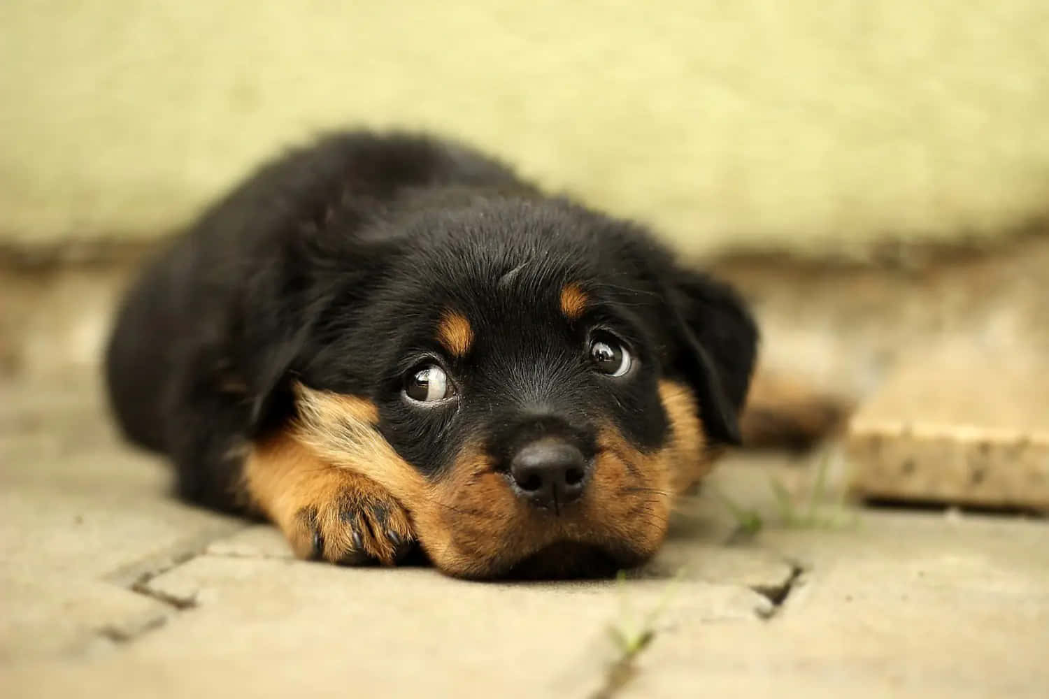 Adorable Rottweiler Puppy Resting Wallpaper