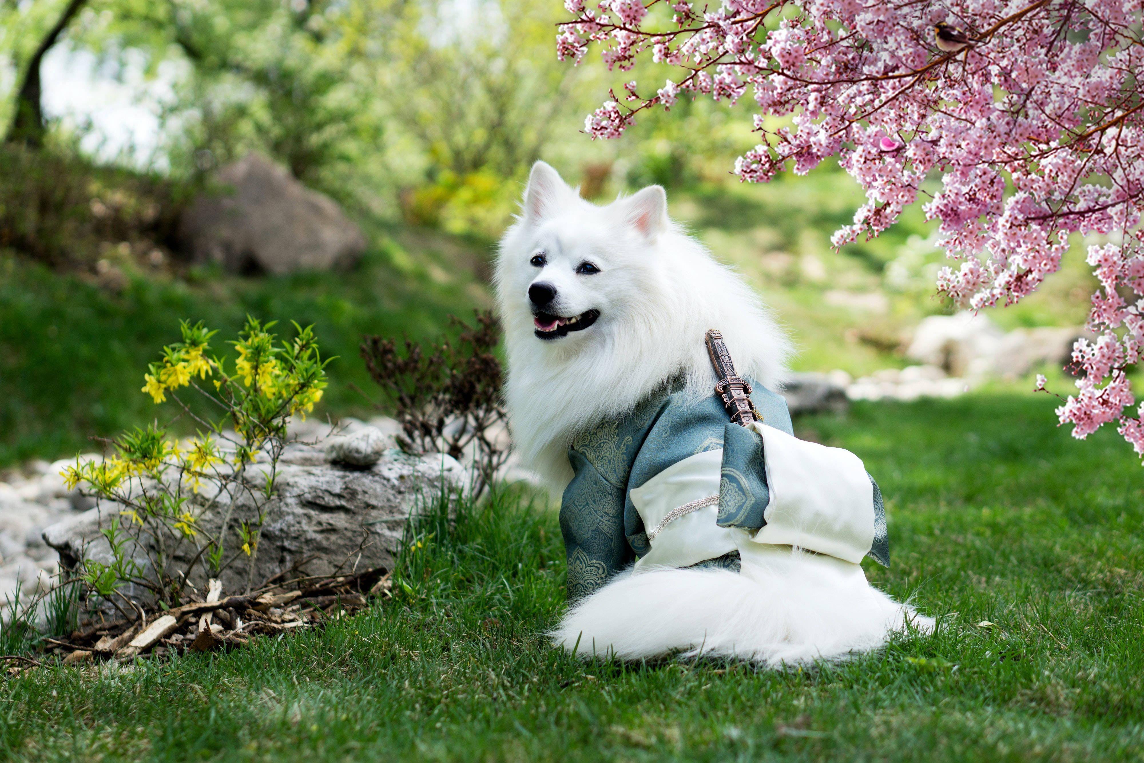 Adorable Samoyed Dog In A Japanese Kimono Wallpaper