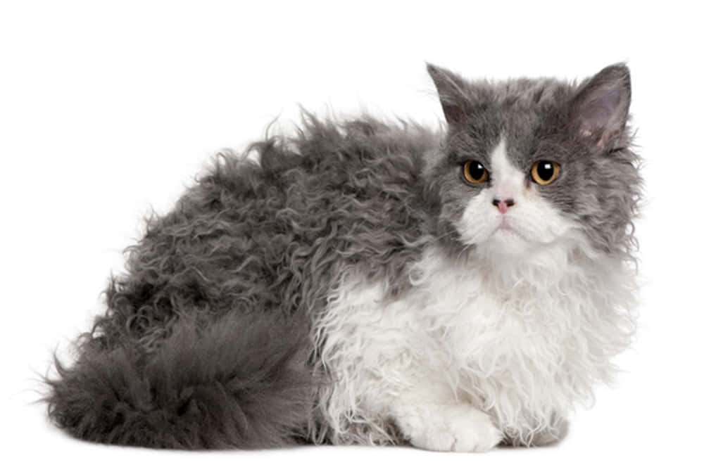 Adorable Selkirk Rex Cat Lounges In A Sunbeam Wallpaper