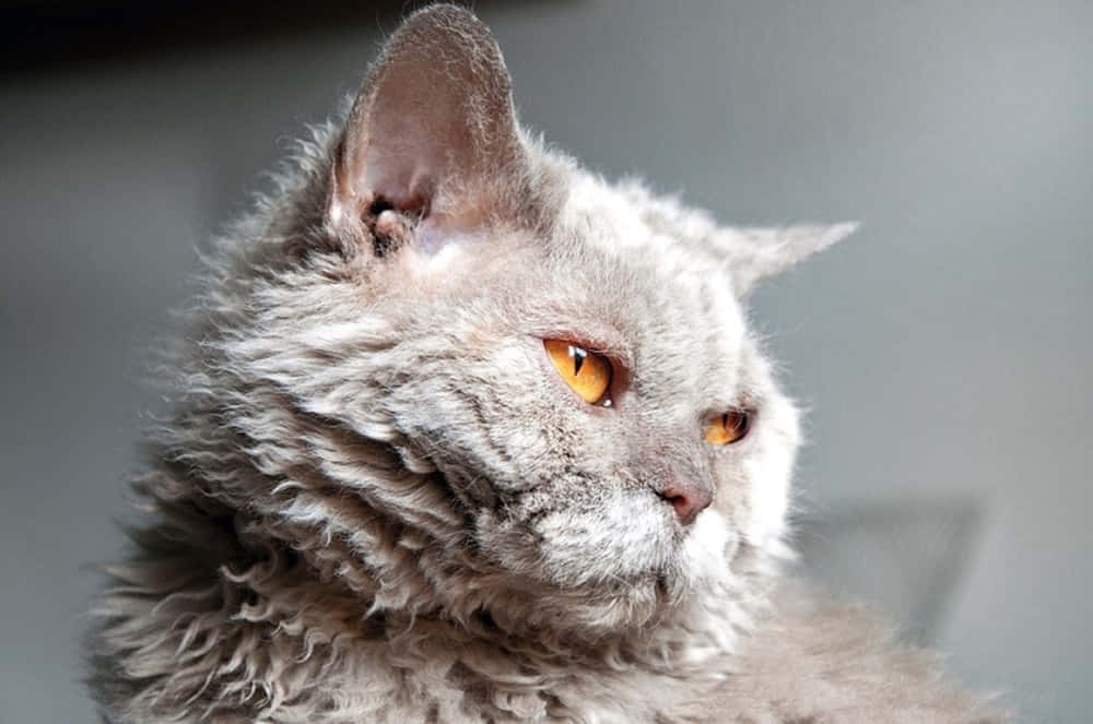 Adorable Selkirk Rex Cat Lounging In Cozy Atmosphere Wallpaper