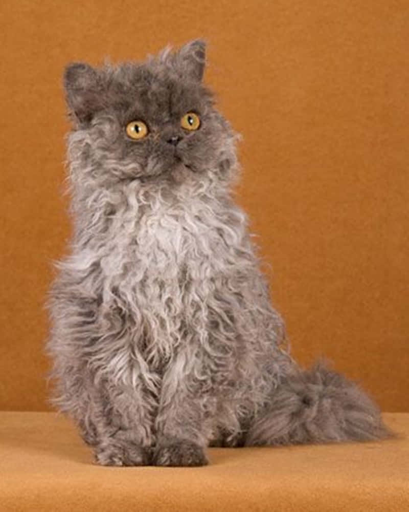 Adorable Selkirk Rex Cat Lounging Wallpaper