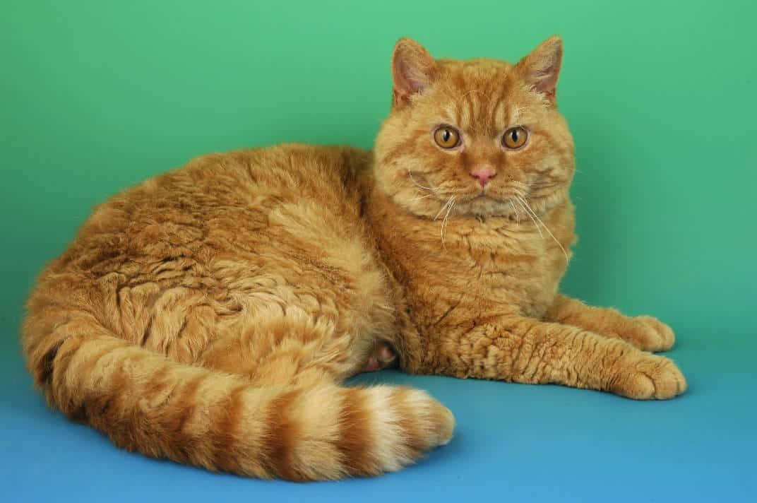 Adorable Selkirk Rex Cat Lounging On Sofa Wallpaper