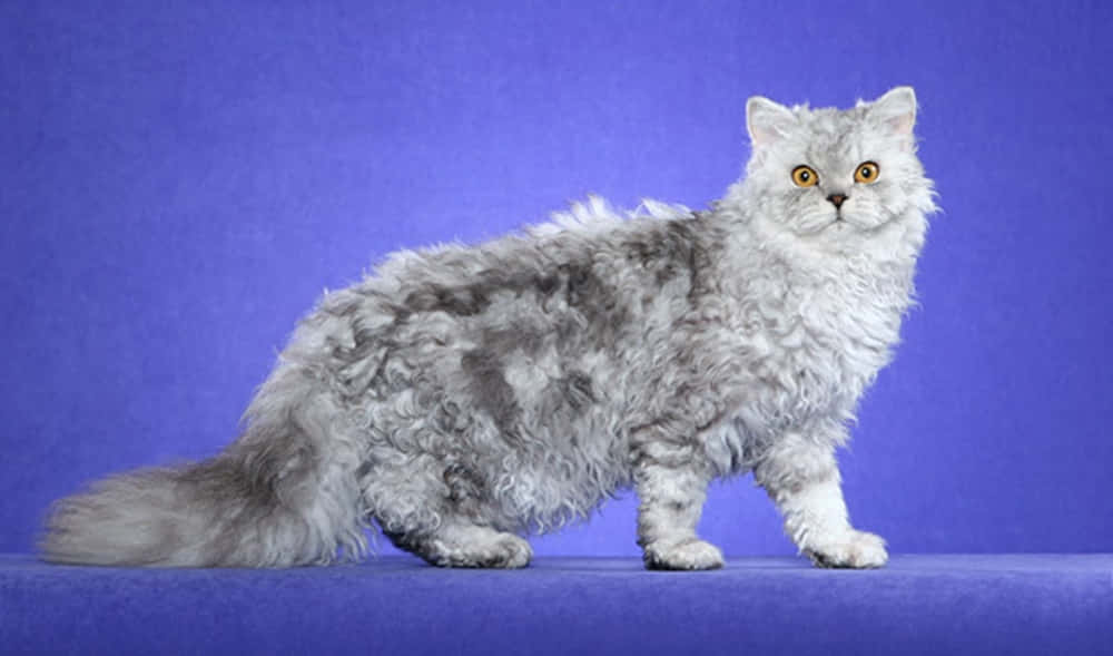 Adorable Selkirk Rex Cat Relaxing Wallpaper