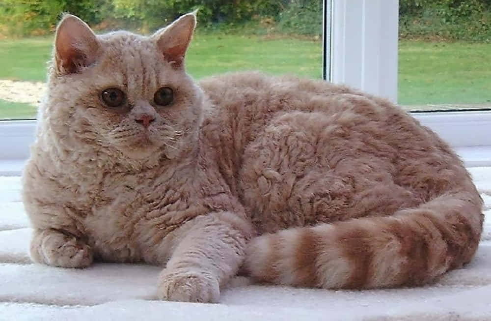 Adorable Selkirk Rex Cat Relaxing On Sofa Wallpaper