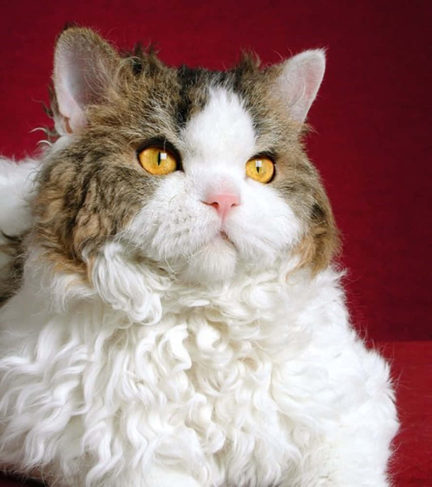 Adorable Selkirk Rex Cat Showing Off Its Lush Curly Coat Wallpaper