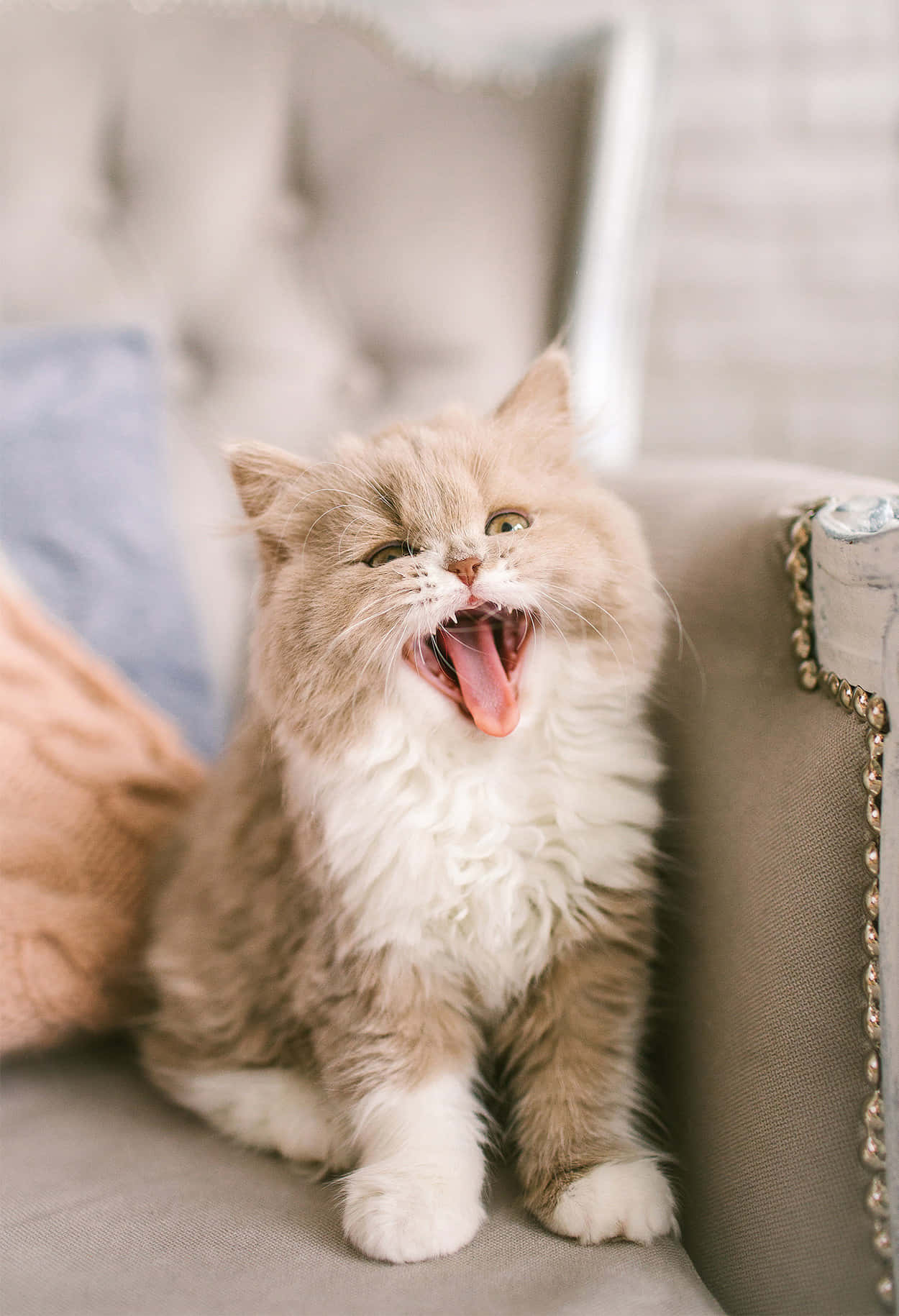 Adorable Selkirk Rex Cat With Curly Fur Wallpaper