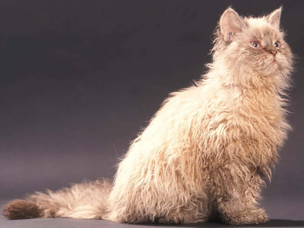 Adorable Selkirk Rex Relaxing On A Sofa Wallpaper