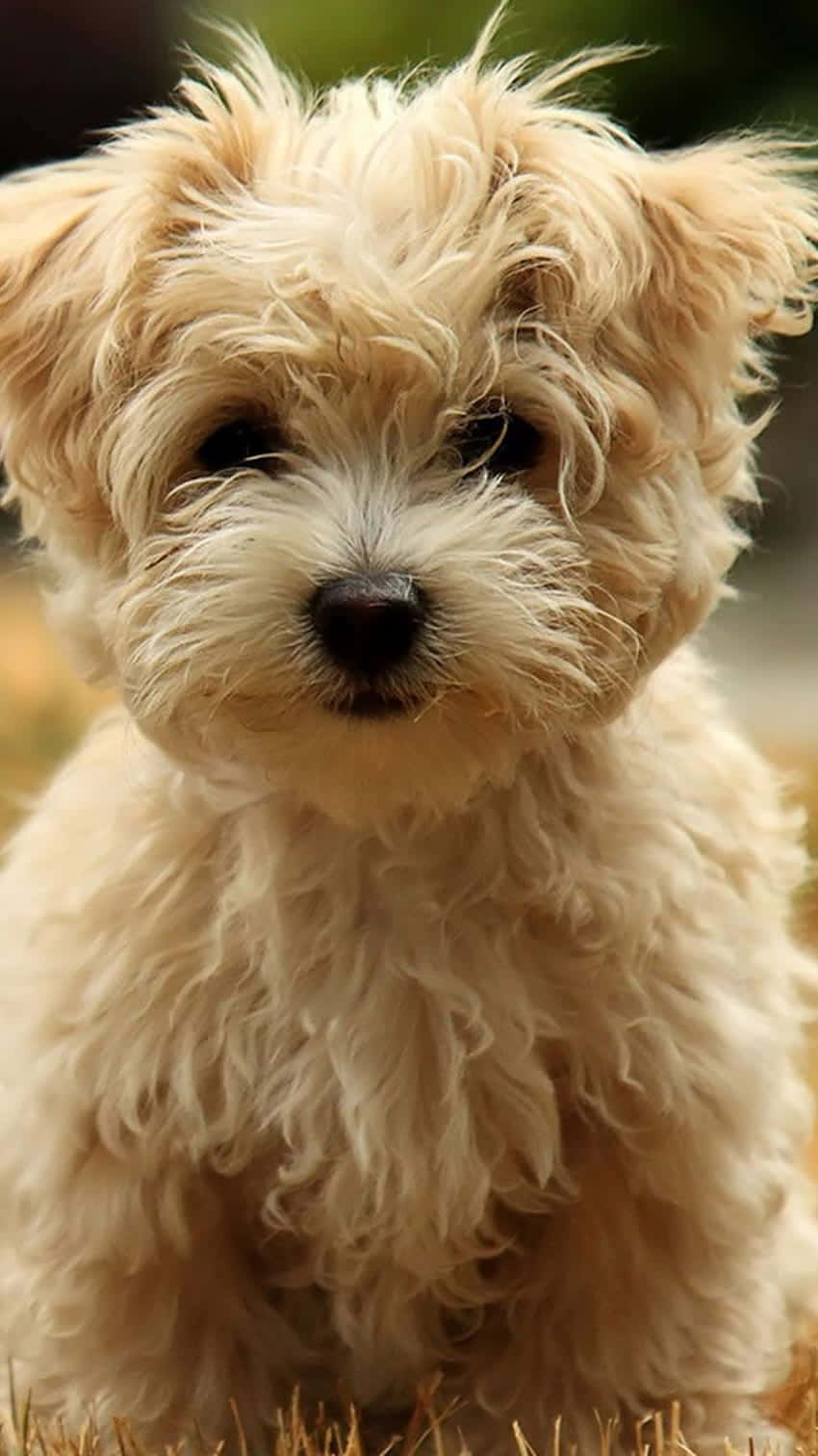 Adorable Shaggy Puppy Wallpaper