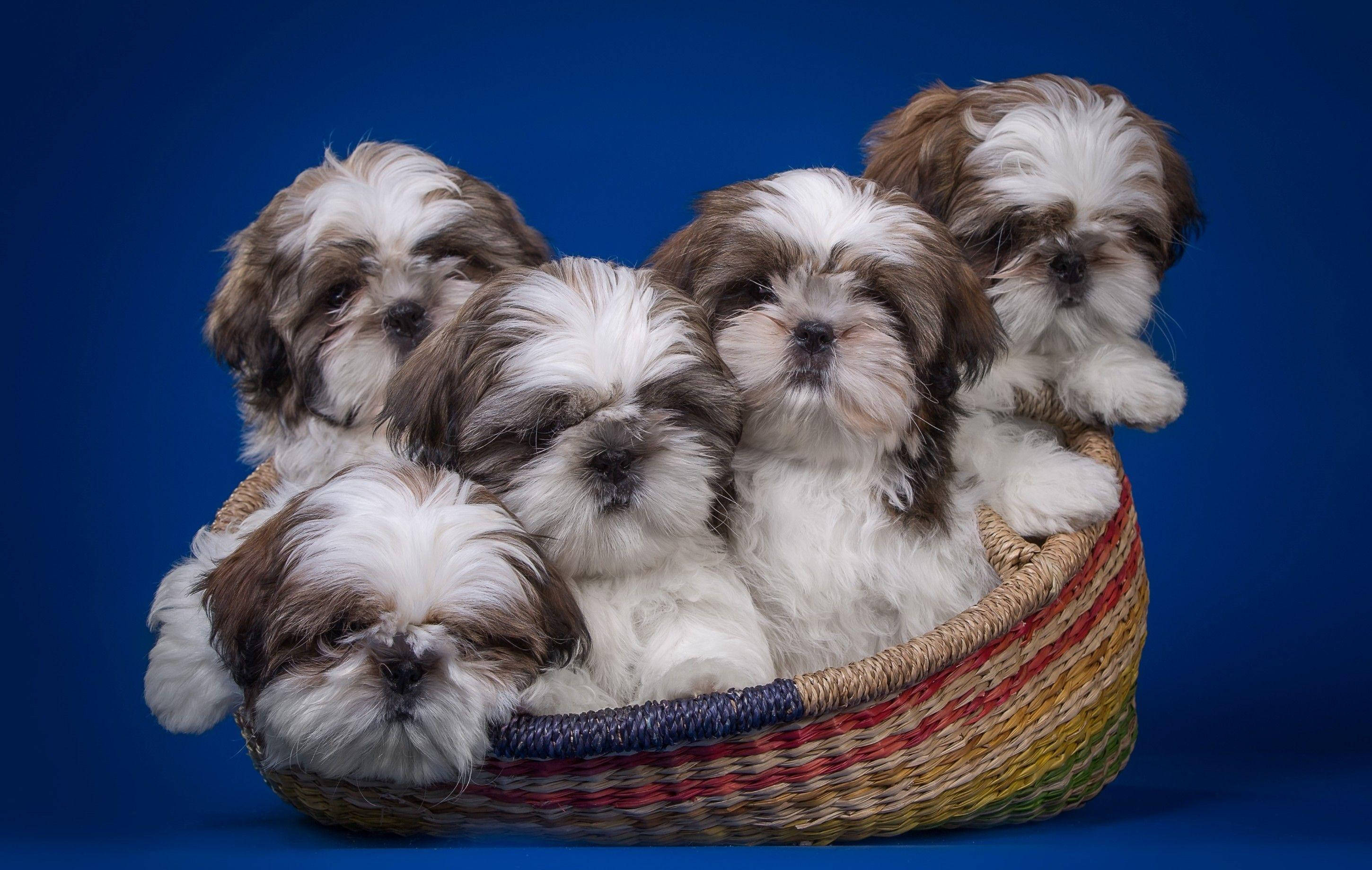 Adorable Shih Tzu Puppies In A Wicker Basket Wallpaper