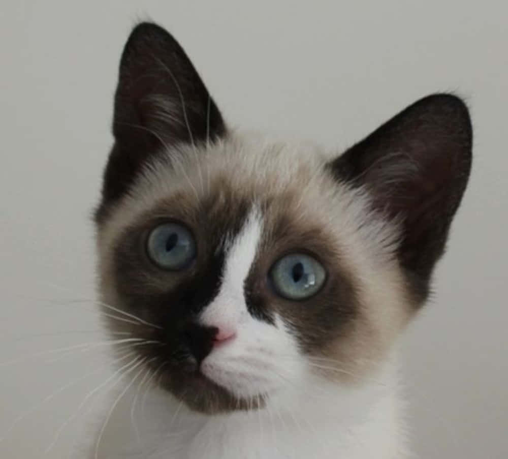 Adorable Snowshoe Cat Lounging On A Rug Wallpaper