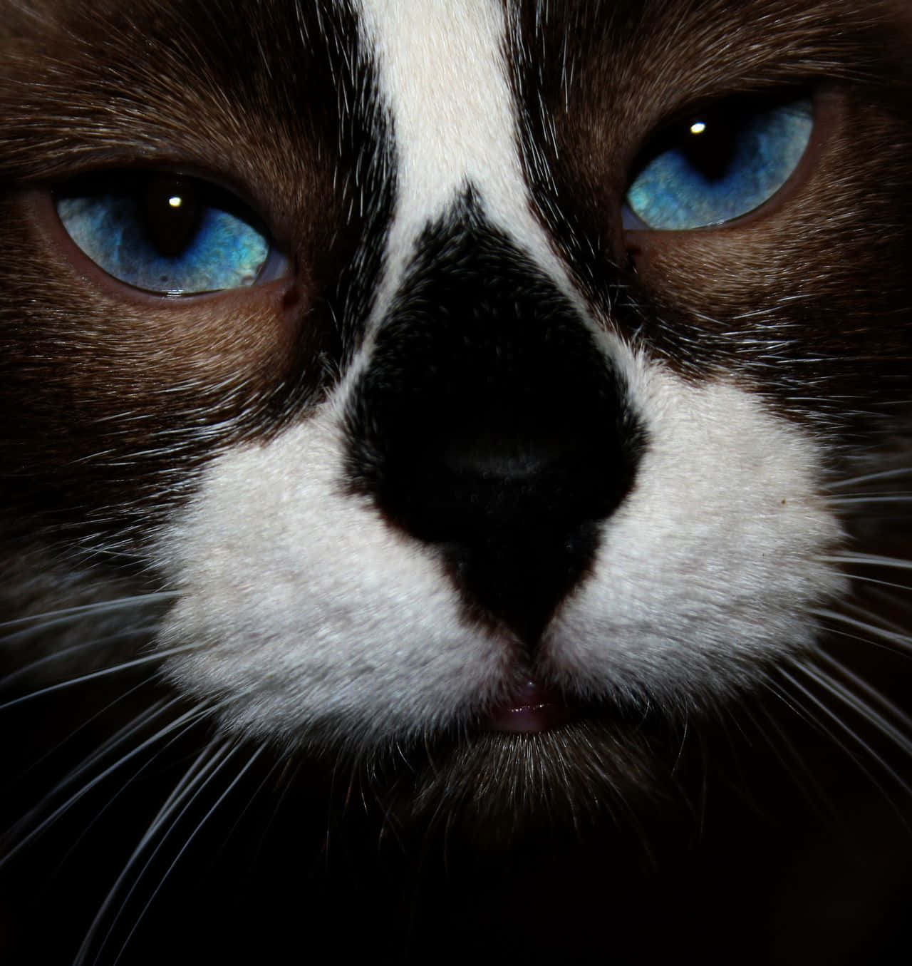 Adorable Snowshoe Cat Lounging On A Sofa Wallpaper