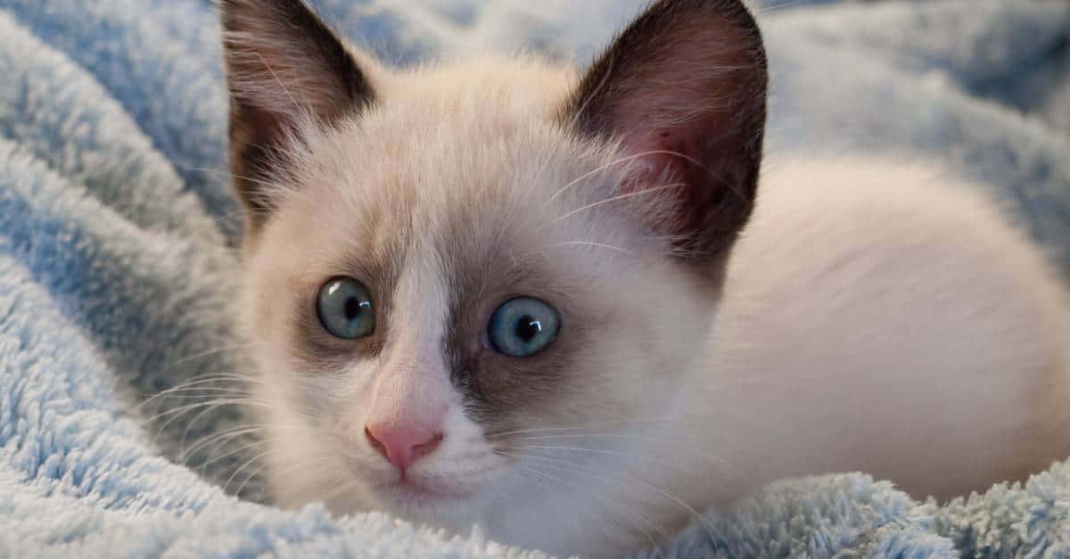 Adorable Snowshoe Cat Sitting And Posing For The Camera Wallpaper