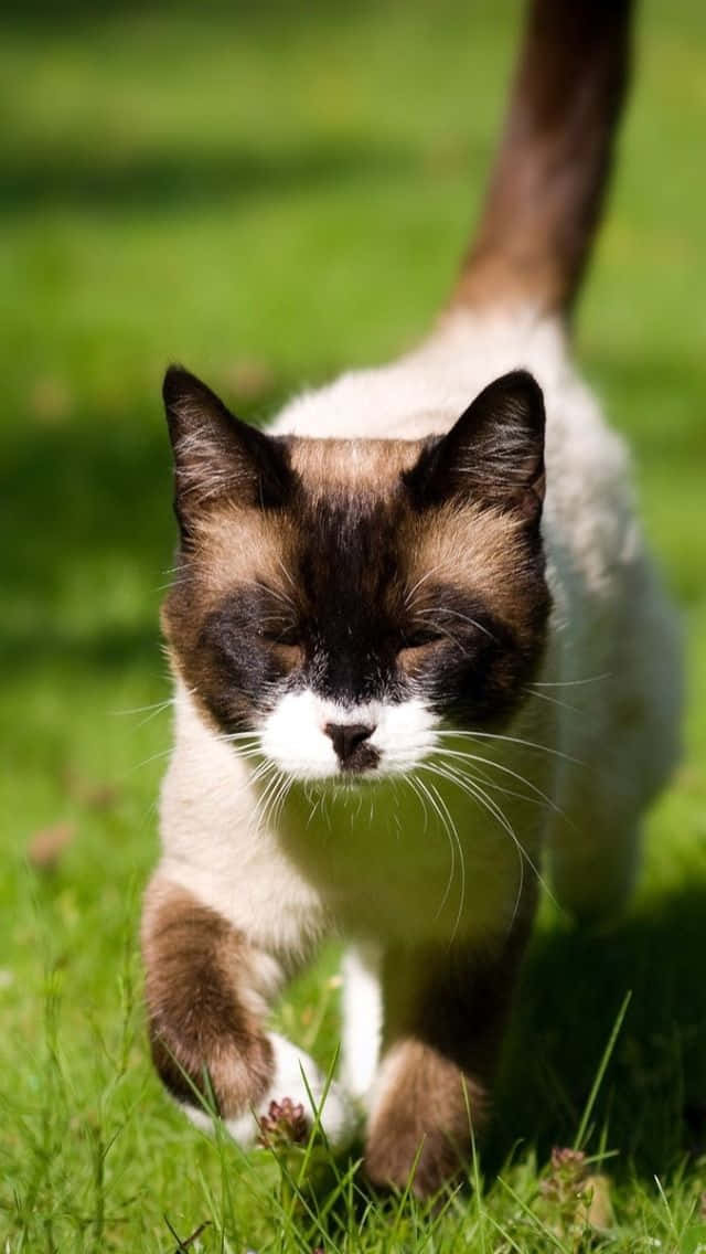 Adorable Snowshoe Cat Sitting On A Sofa Wallpaper