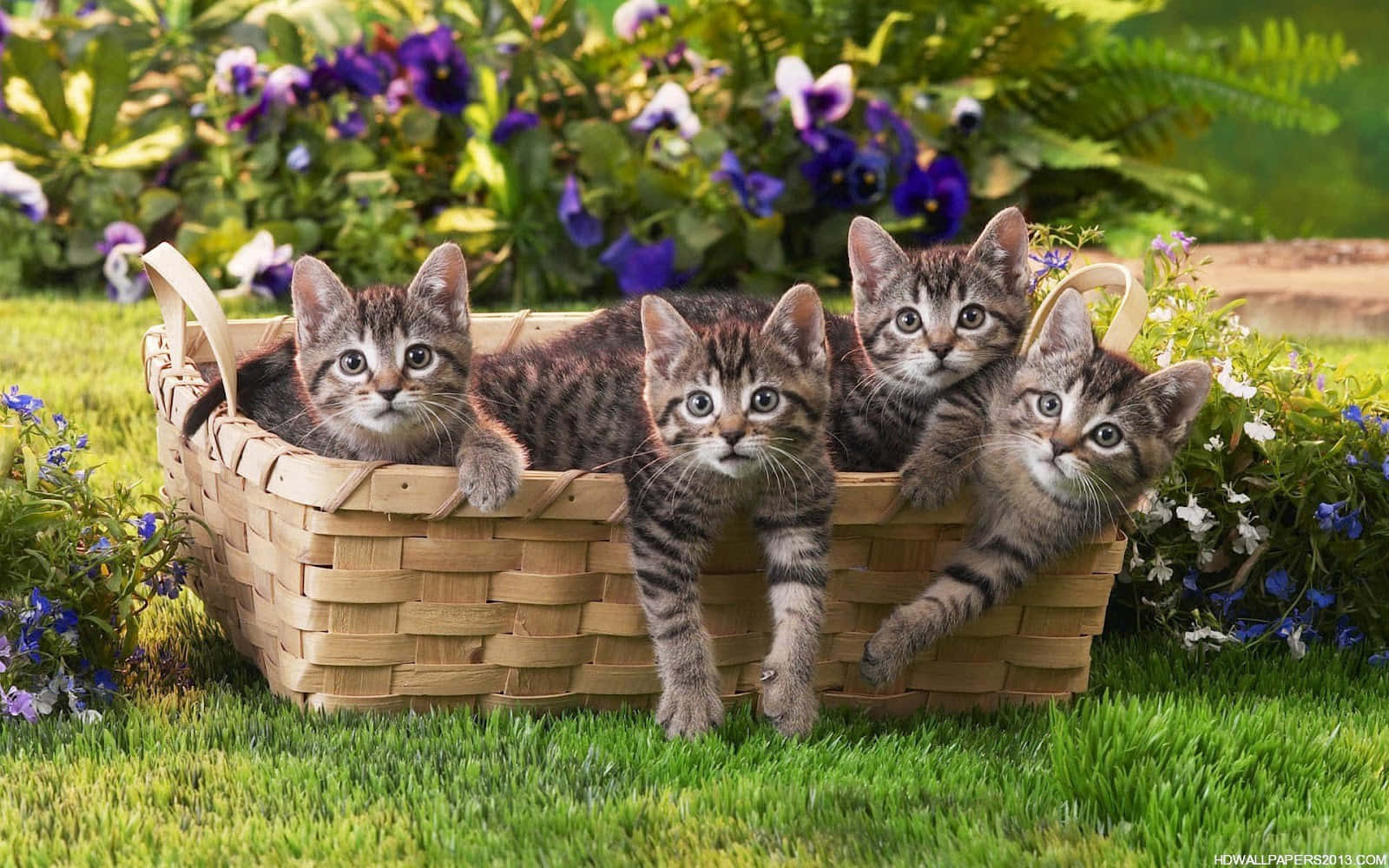 Adorable Tabby Kittens Snuggling In A Woven Basket Wallpaper