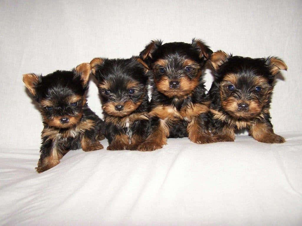 Adorable Teacup Yorkie Pup Wallpaper