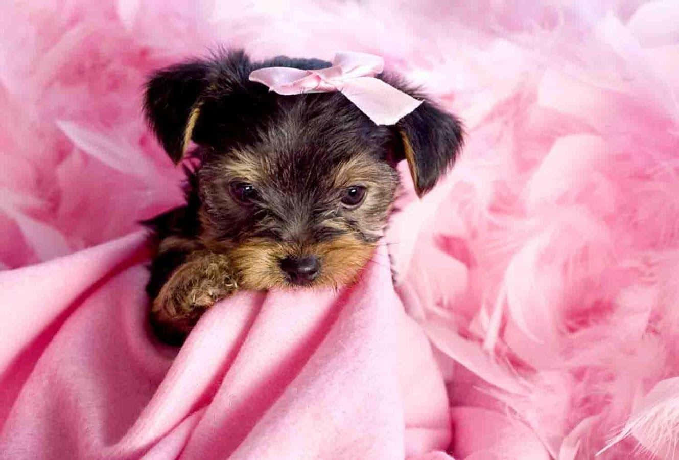 Adorable Teacup Yorkie Puppy Wallpaper