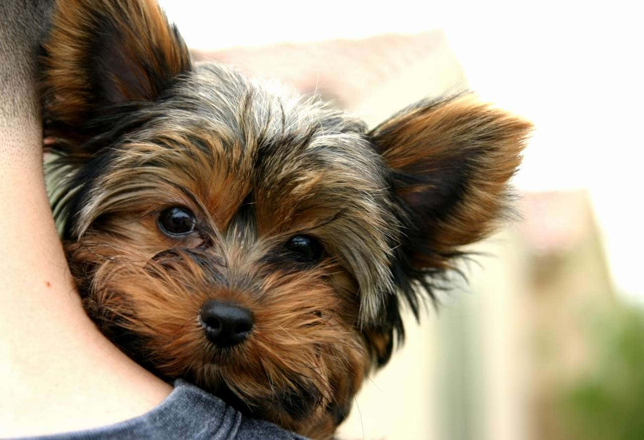 Adorable Teacup Yorkie Puppy Wallpaper