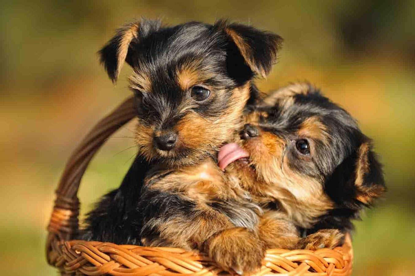 Adorable Teacup Yorkie Ready To Play Wallpaper