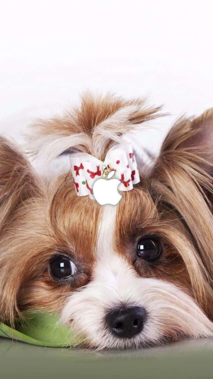 Adorable Teacup Yorkie With Its Big Brown Eyes Wallpaper