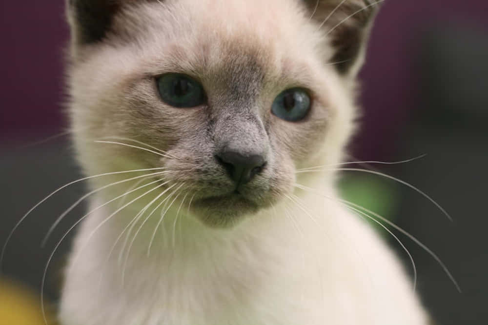 Adorable Thai Blue Cat In A Relaxing Pose Wallpaper