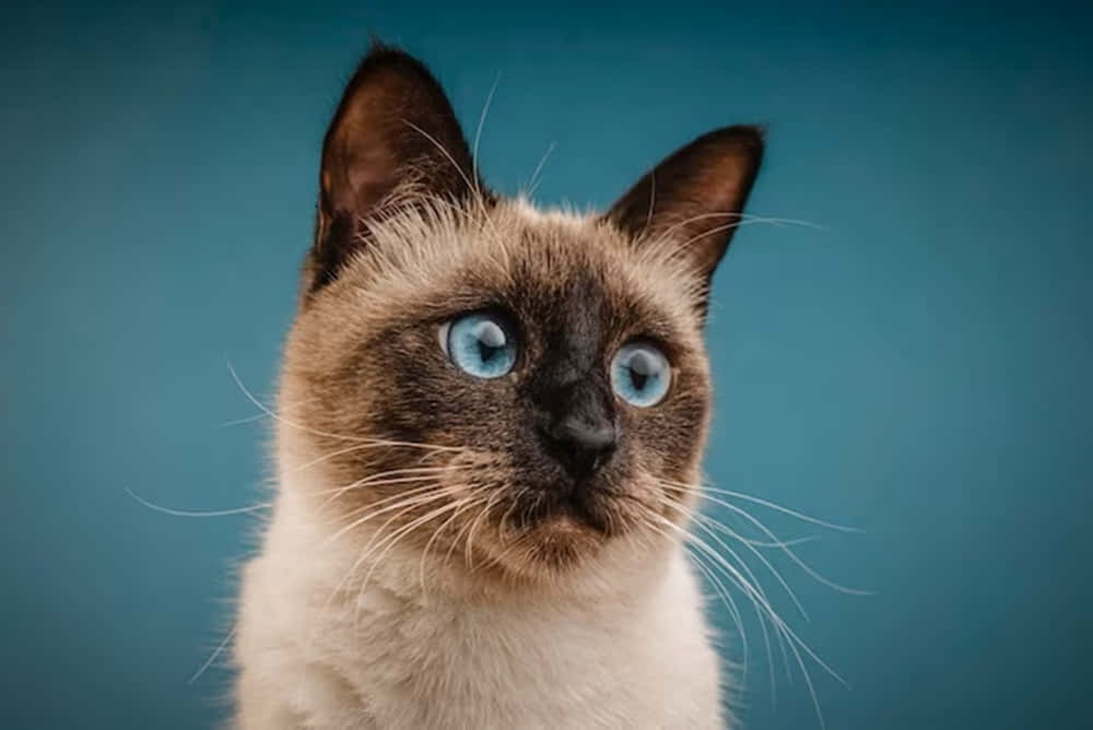 Adorable Thai Blue Cat Lounging On A Couch Wallpaper