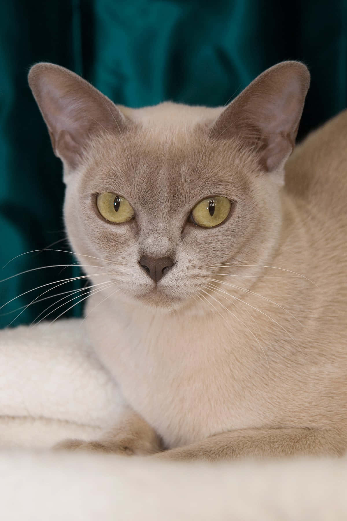 Adorable Thai Lilac Cat Relaxing At Home Wallpaper