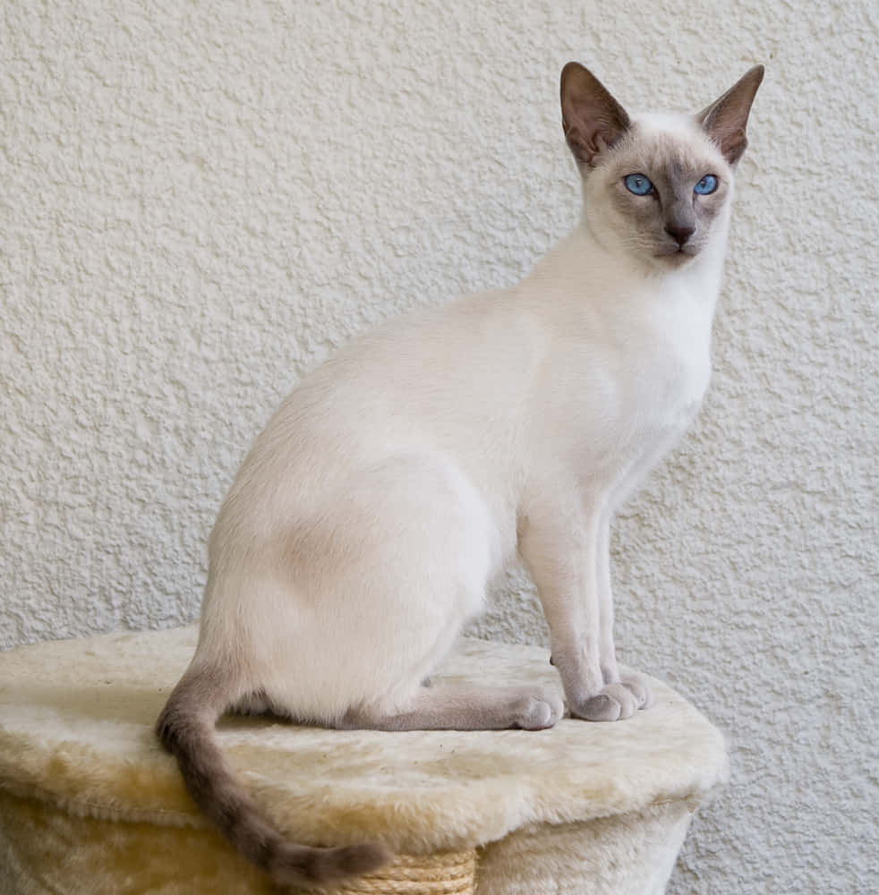 Adorable Thai Lilac Cat Relaxing On The Floor Wallpaper