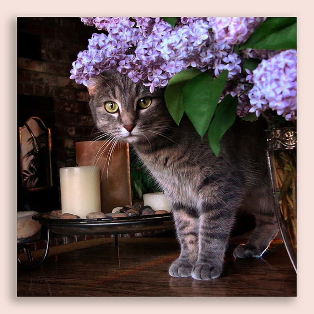 Adorable Thai Lilac Cat Resting Elegantly Wallpaper