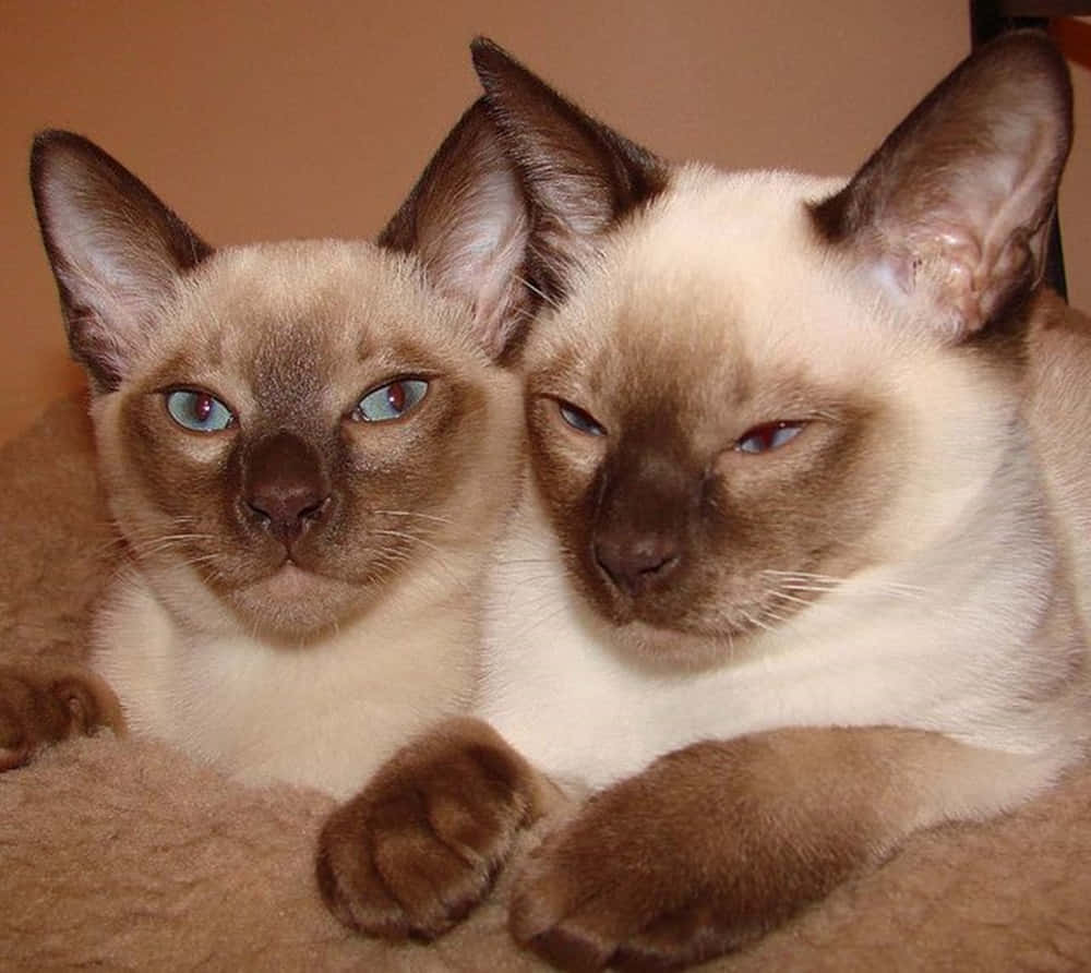 Adorable Tonkinese Cat Gazing Into The Camera Wallpaper